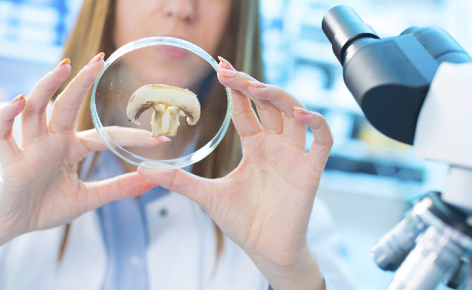 IARRP team's research reveals the color formation mechanism of oyster mushroom caps