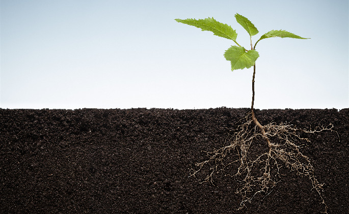 Soil-plant interaction team reveals the mechanism of soil health management's influence on the risk of multiple crop diseases