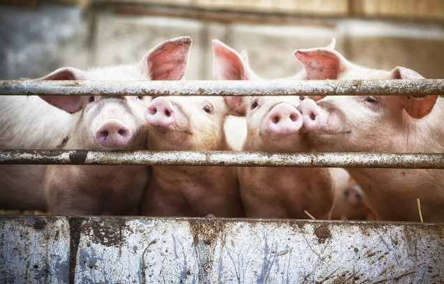 IARRP team analyzes the typical modes for manure & sewage management in pig farming in China