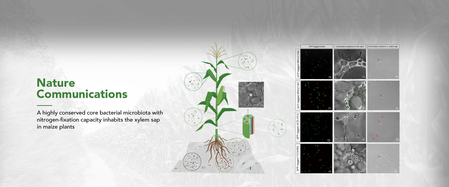 Maize xylem 'gut microbiota' play key role in biological nitrogen fixation