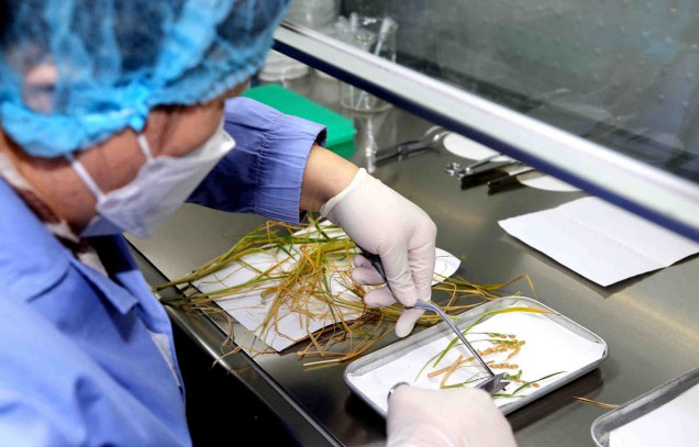 IARRP team reveals core vertically transmitted seed endophytes from rice microbiomes