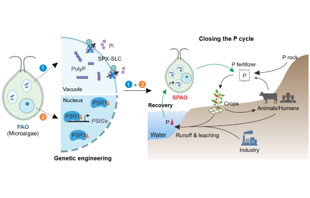 IARRP team develops technology that can recycle phosphorus in water