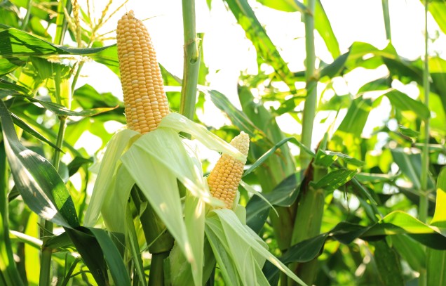 IARRP team reveals the impacts of  long-term maize and green manure pea intercropping on maize production and subsoil carbon storage and greenhouse gas emissions