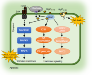 IARRP Team reveals a novel mechanism of bacterial type III secretion system