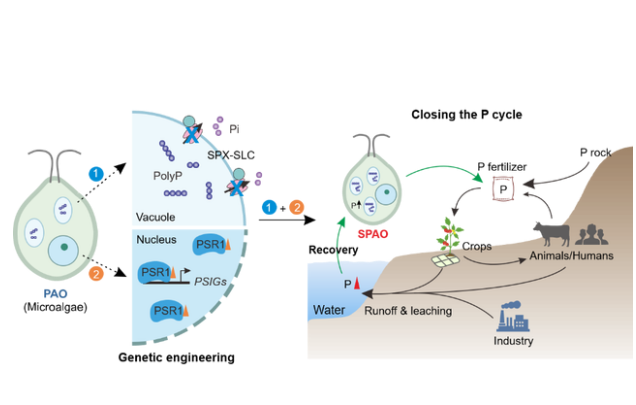 IARRP team develops phosphorus hyperaccumulator algae strains for efficient recycling of phosphorus in water