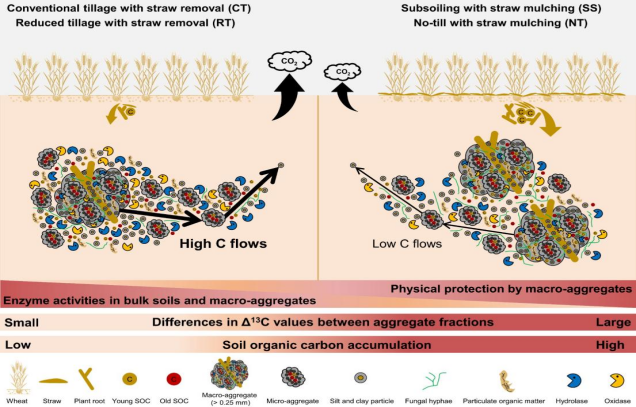 IARRP team reveals the mechanism of soil carbon sequestration under conservation tillage