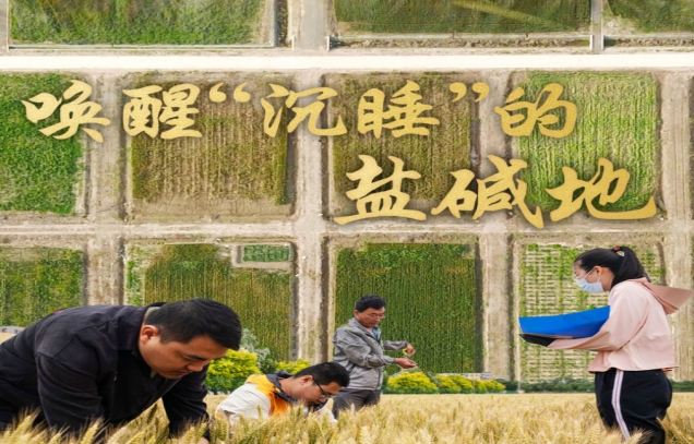 Promoting comprehensive utilization of saline-alkali land in China