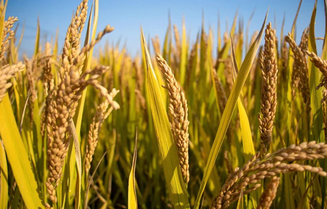 IARRP team introduces a low-nitrogen footprint green manure-rice production system