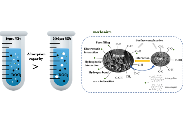 IARRP team reveals how microplastics promote antibiotic adsorption by biochar
