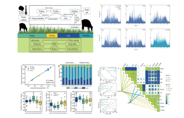 IARRP team reveals relationship between grazing pressure and feed intake  of beef cattle
