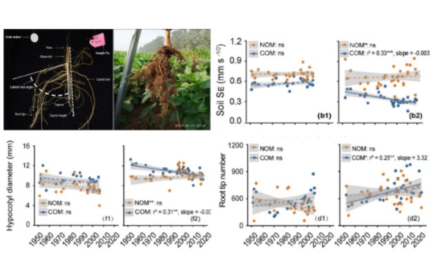 IARRP team reveals enhancement of soybean root resistance and resilience in compacted soil environment through breeding