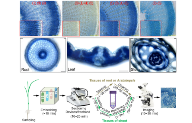 IARRP team develops an efficient technique to visualize cellular Pi in plants
