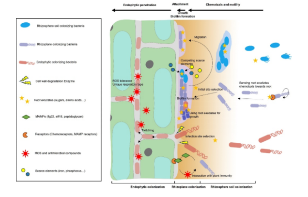 IARRP team summarizes processes and mechanisms of plant beneficial rhizobacteria colonization