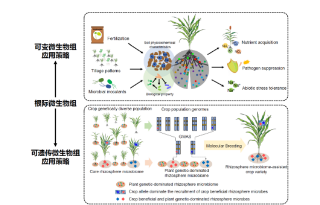 IARRP team proposes strategies for rhizosphere microbiome classification and application