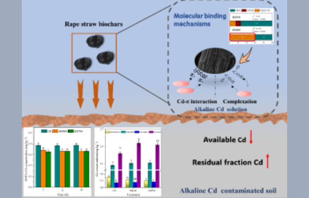 IARRP team reveals molecular mechanism of rapeseed straw biochar in fixing cadmium in alkaline soil