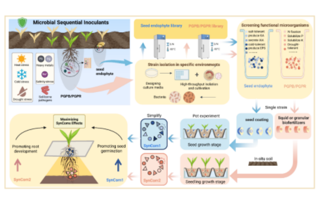 IARRP team summarizes impact of early plant inoculation on colonization and community assembly