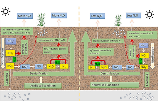 Qiyang Station unveils lime application reduces nitrous oxide emissions from acidic soils by regulating functional genes and substrate dynamics