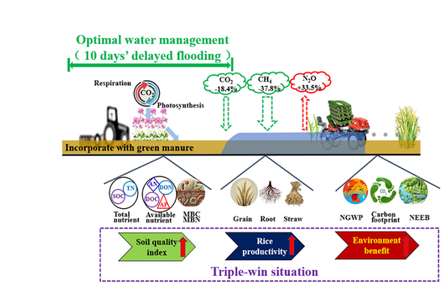 IARRP team reveals triple optimization of soil health, rice productivity, and ecological benefits through coupling green manure incorporation with water management