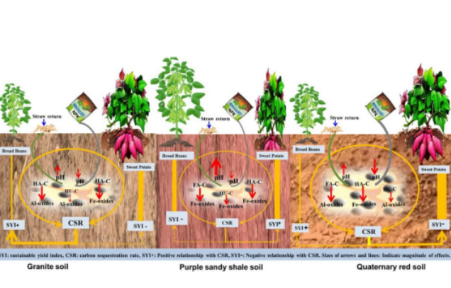Study reveals mechanisms of soil carbon sequestration and yield sustainability enhanced by soil humus and iron-aluminum interaction in different parent material red soils after long-term fertilization
