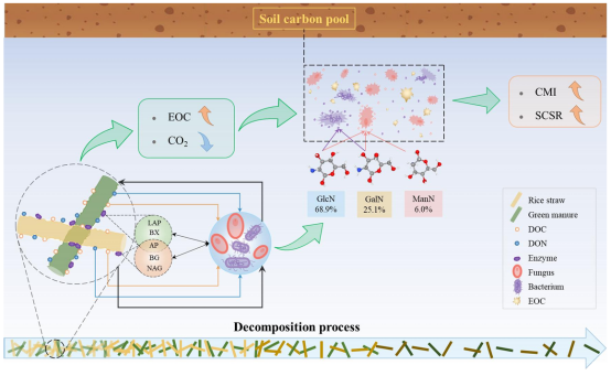 IARRP team discovers joint utilization of green manure and rice straw to expand soil carbon pool through extracellular enzyme stoichiometric regulation