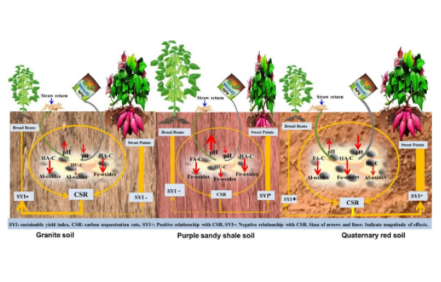 Study reveals mechanisms of soil carbon sequestration and yield sustainability enhanced by soil humus and iron-aluminum interaction in different parent material red soils after long-term fertilization