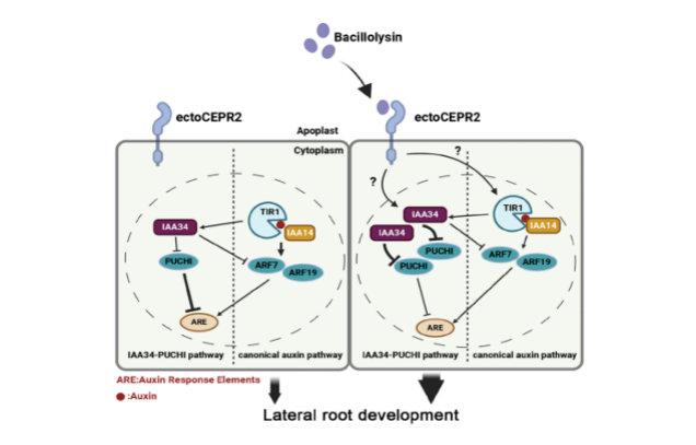 IARRP team reveals mechanism of rhizosphere microbes promoting plant lateral root development through non-canonical auxin pathway
