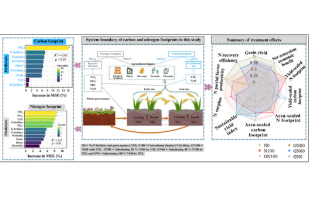 The substitution of green manure for chemical fertilizers reduces carbon and nitrogen footprints and improves net ecosystem economic benefits in double rice systems