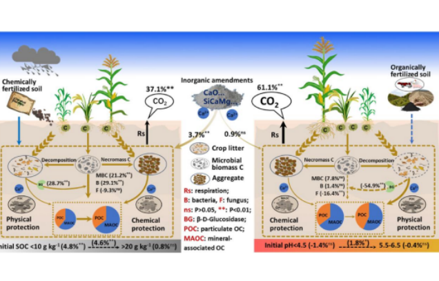 Qiyang Station unveils inorganic amendments enhance soil organic carbon sequestration in acidic cropland