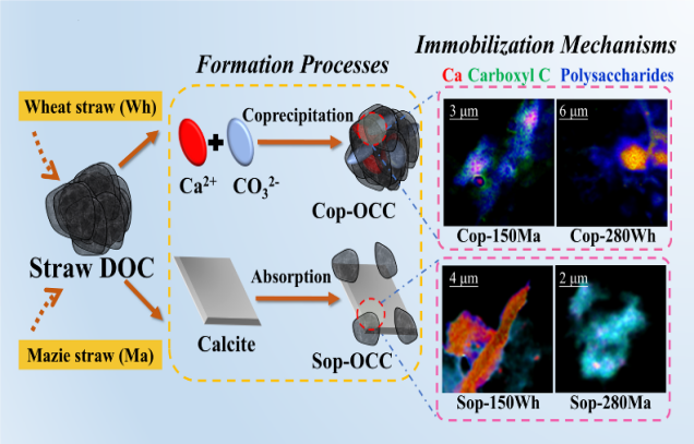 IARRP researchers reveals molecularmicroscopic structure and molecular mechanism of organic carbon (OC)stabilization in calcareous soils