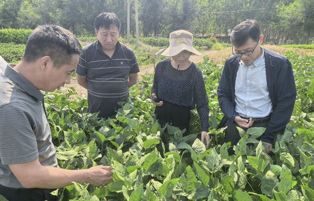 Ministry and Academy-level autumn grain production science and technology service team conducts summer soybean survey and guidance in Jiangsu
