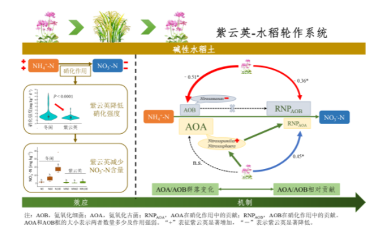 CAAS IARRP advances research on paddy soil nitrification by using green manure