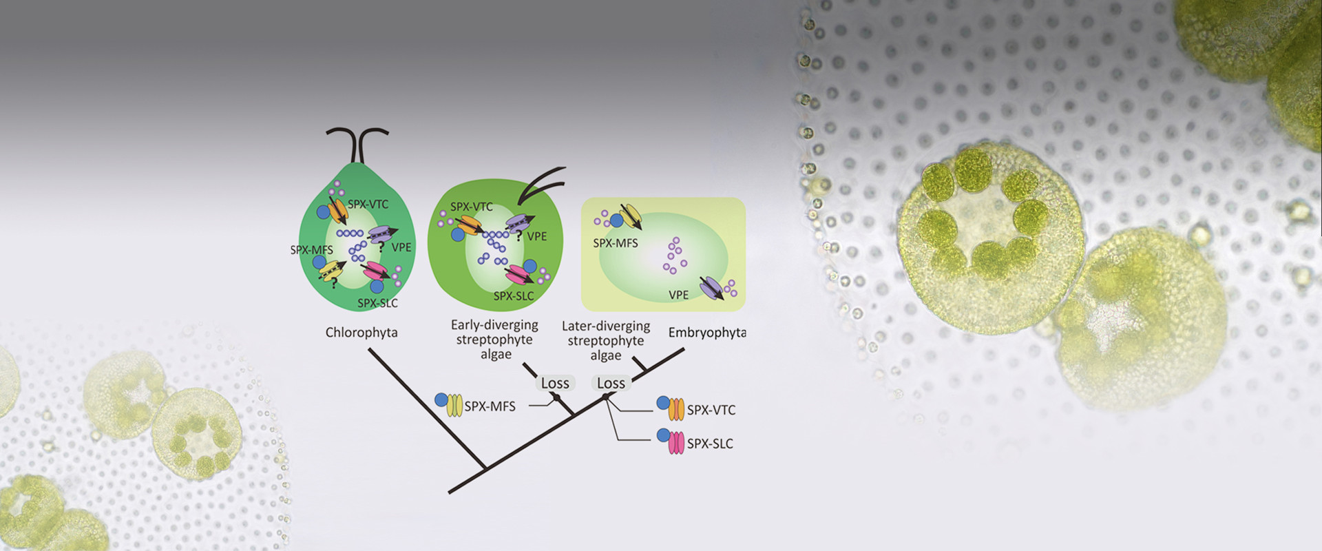 Scientists uncover evolution mechanism behind the storage of vacuolar phosphorus in plants