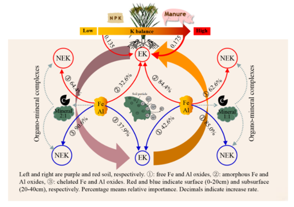 IARRP reveals key process of soil potassium regulation in paddy soil