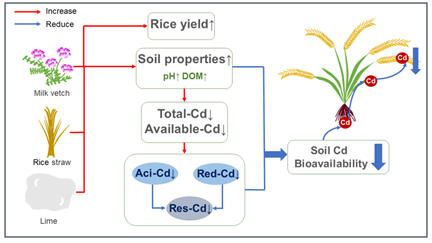 IARRP scientists find co-utilizing milk vetch, rice straw, and lime reduces Cd accumulation in rice grain