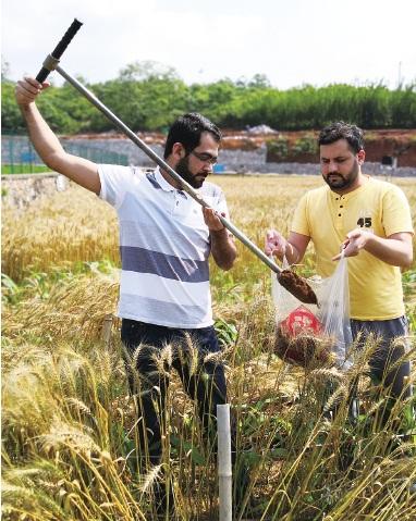 我在中国学农业